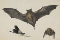 146273------Bat and Dragonfly_Patrick Syme