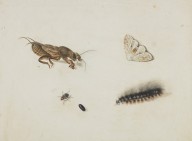 146353------Caterpillar and Insects, including Cockroach_Patrick Syme