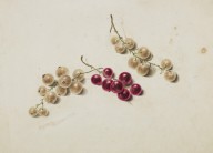 146355------Black and White Currants_Patrick Syme