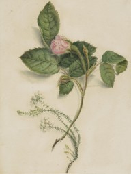 146359------A Rose and White Heather_Patrick Syme