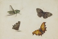 146360------Butterflies and Grasshopper_Patrick Syme