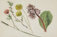 146369------Butterbur, Yellow Poppies and Other Flowers_Patrick Syme