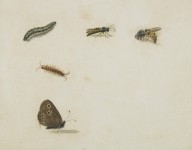 146373------Wasps and Caterpillars_Patrick Syme