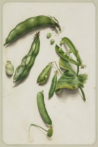 146374------Peas and Beans_Patrick Syme