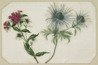 146379------Scabious and Phlox_Patrick Syme