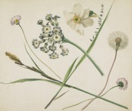 146383------Daisies, Dandelion and Narcissus_Patrick Syme